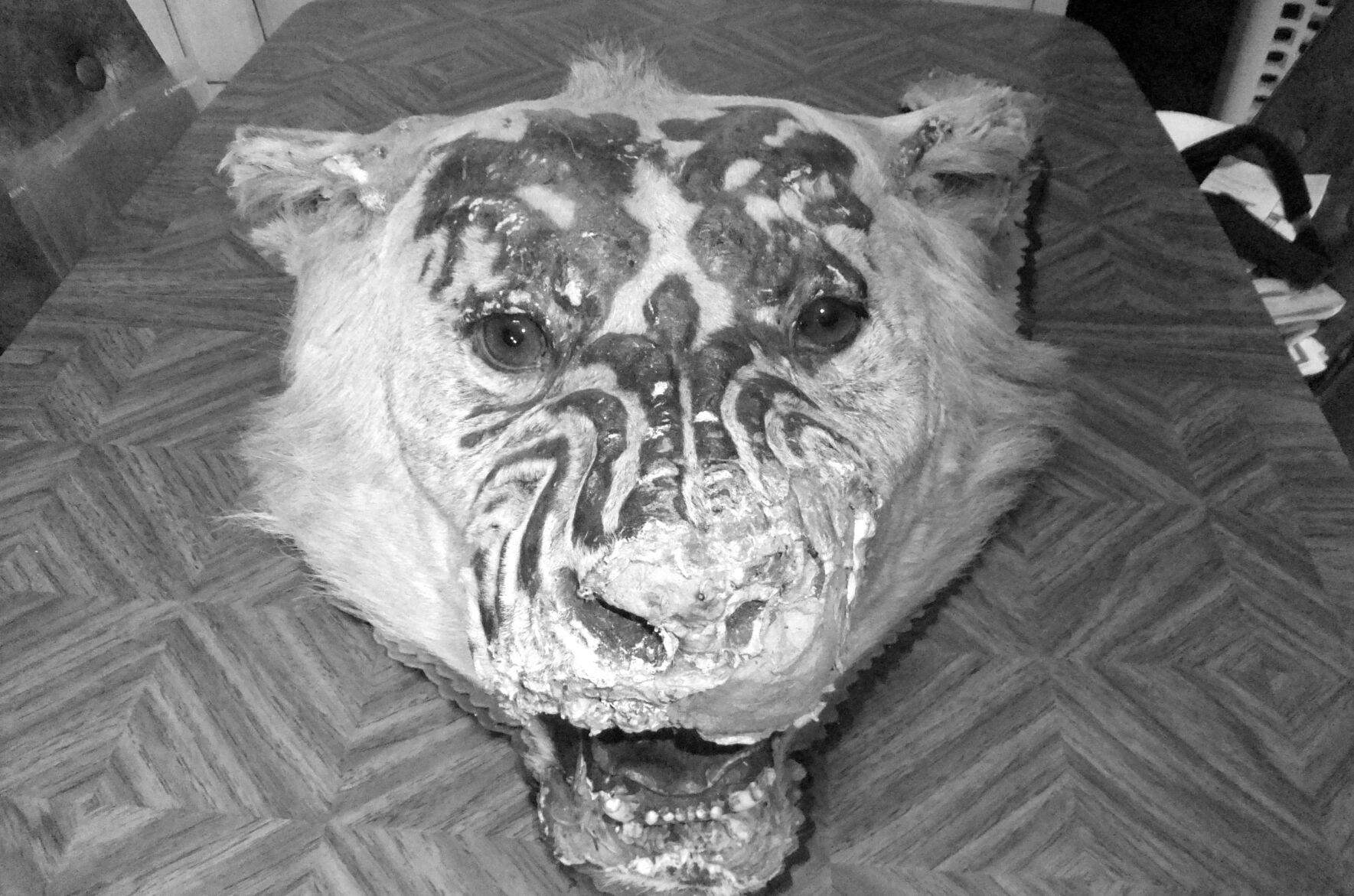 LION04.jpg